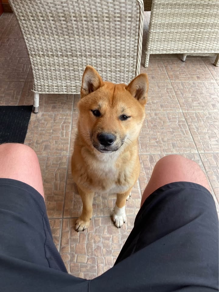 Shiba Inu krížený