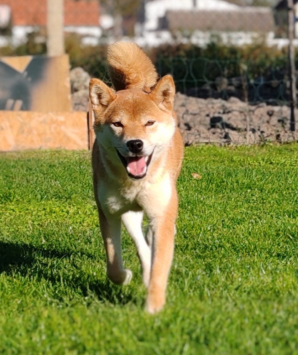 Shiba inu fenka s PP