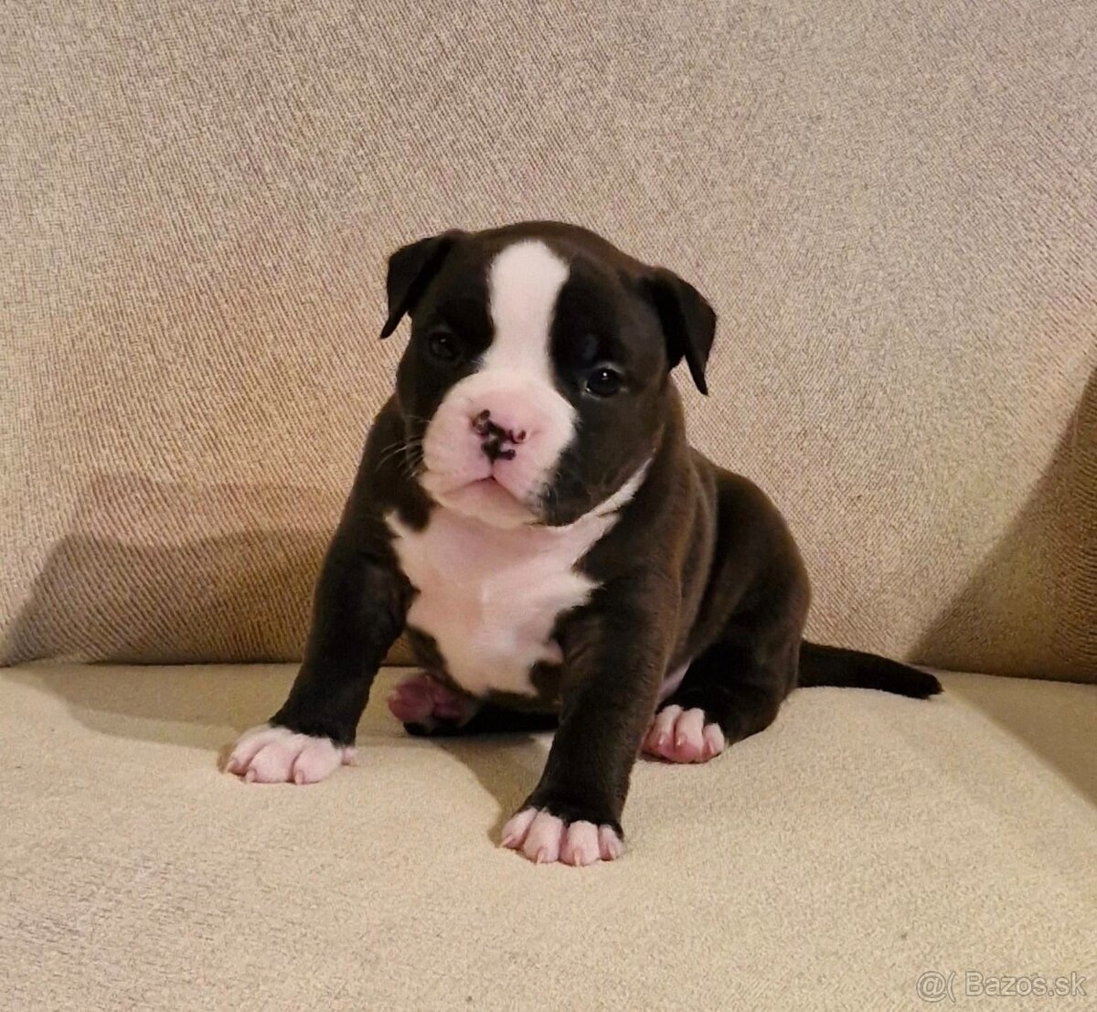 American Bully Pocket ABKC