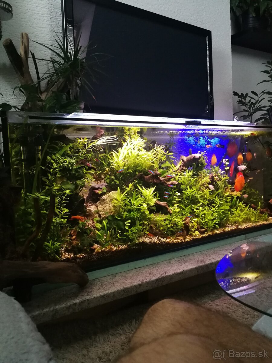 Akvária ryby