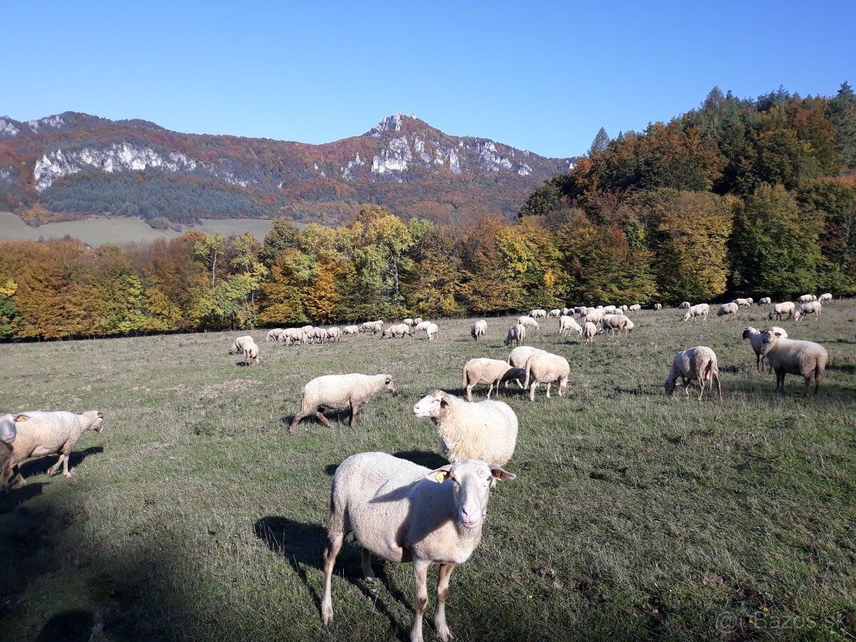 Dojič/ka, ošetrovateľ oviec