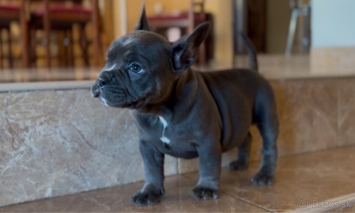 American Bully Micro