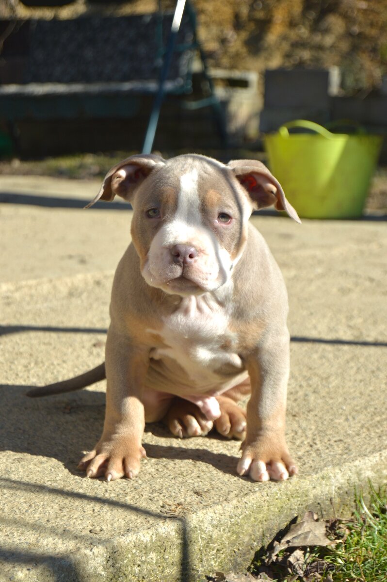 American bully standard ABKC