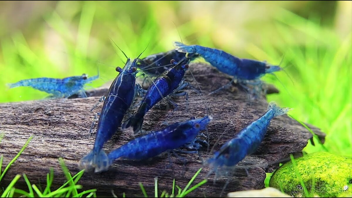 krevetky modré 11ks - Neocaridina Blue Dream