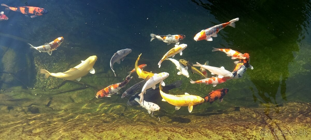 Koi kapre