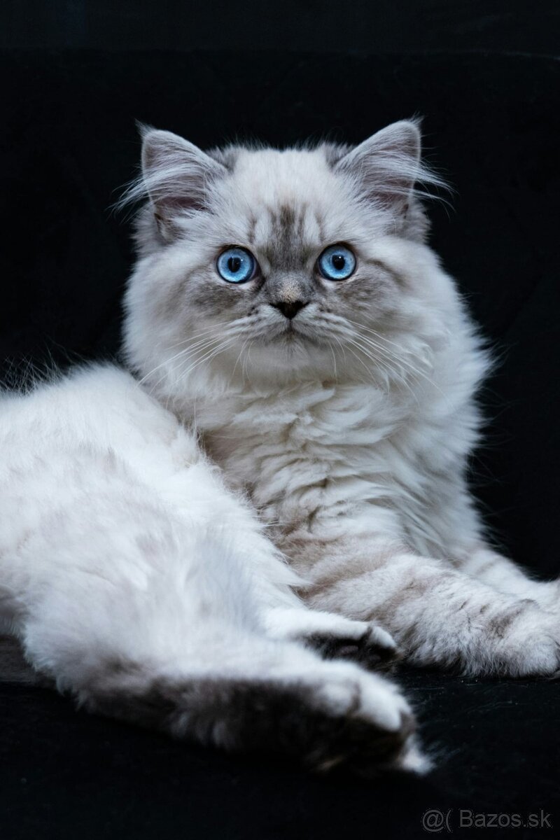 Ragdoll Lynx kocúrik