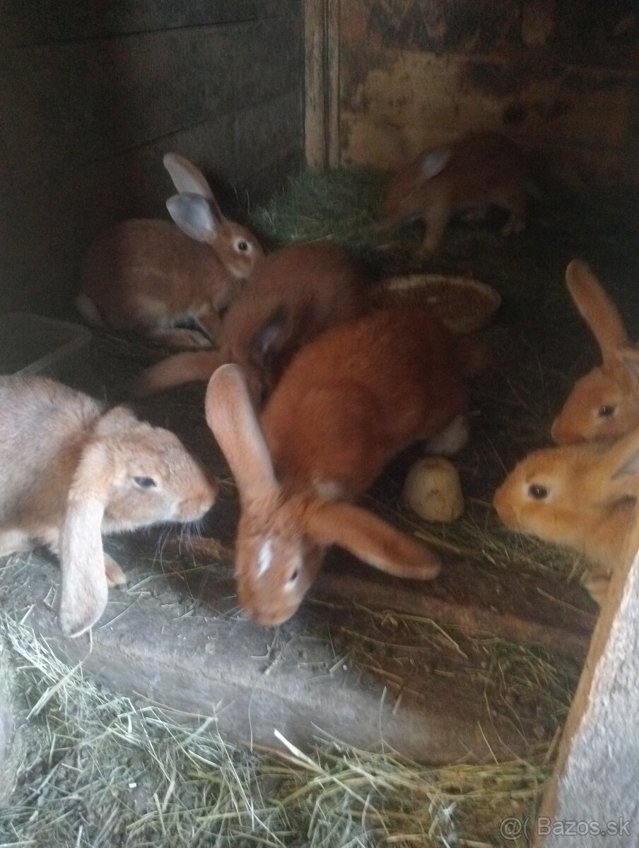 Predám zajace na chov alebo na mäso