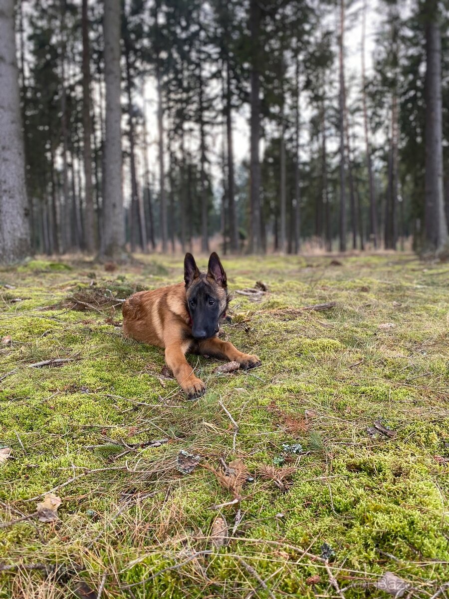 Belgický ovčiak- Malinois