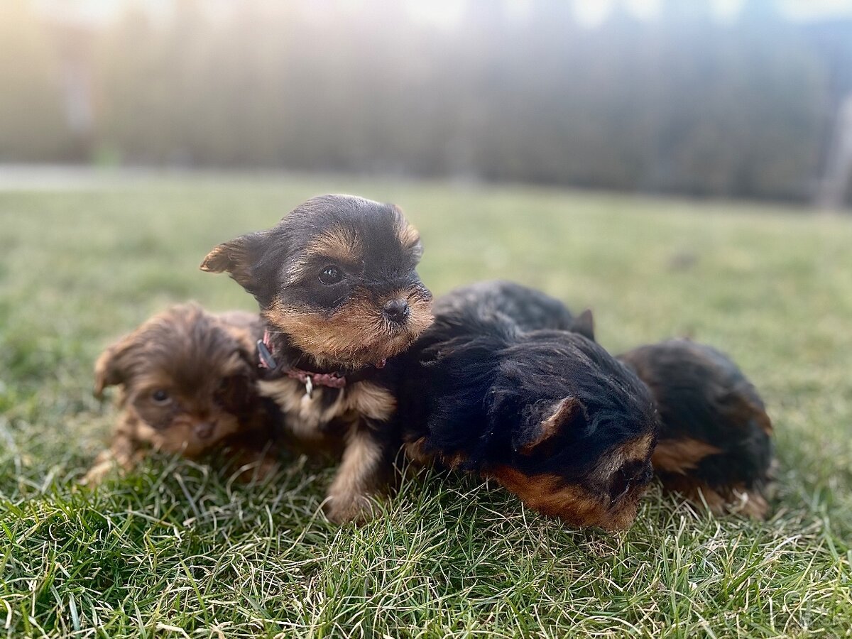 Yorkshire terrier