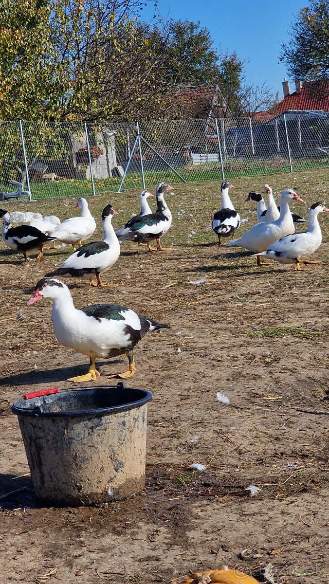 Kačice a labutie husy