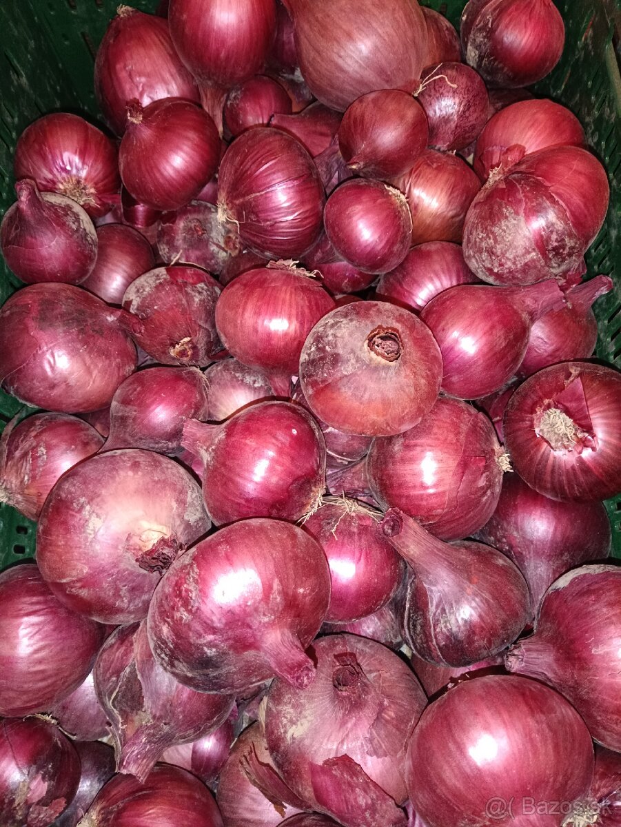 Domáca cibuľa cervena