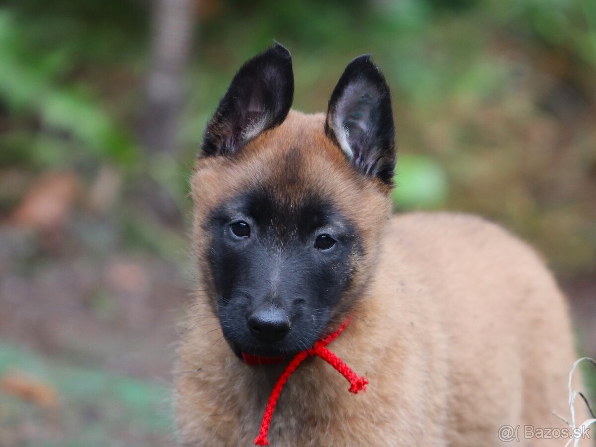 Belgický ovčiak - Malinois s PP, 1 psík, 3 sučky