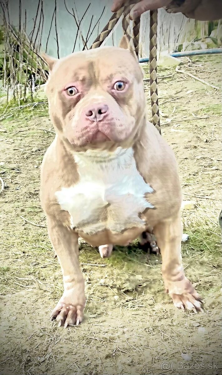 American bully