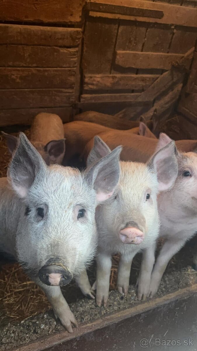 Mangalica x duroc