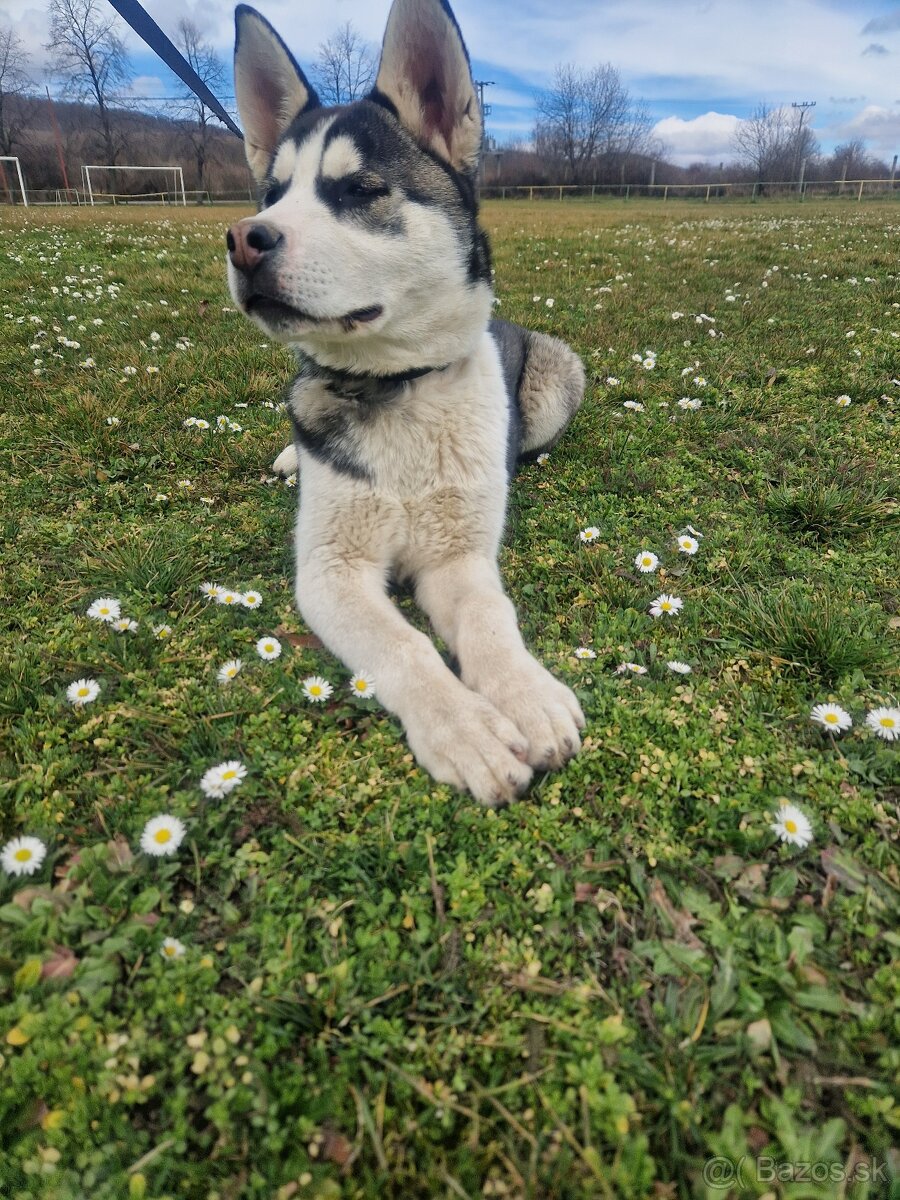 Sibírsky Husky