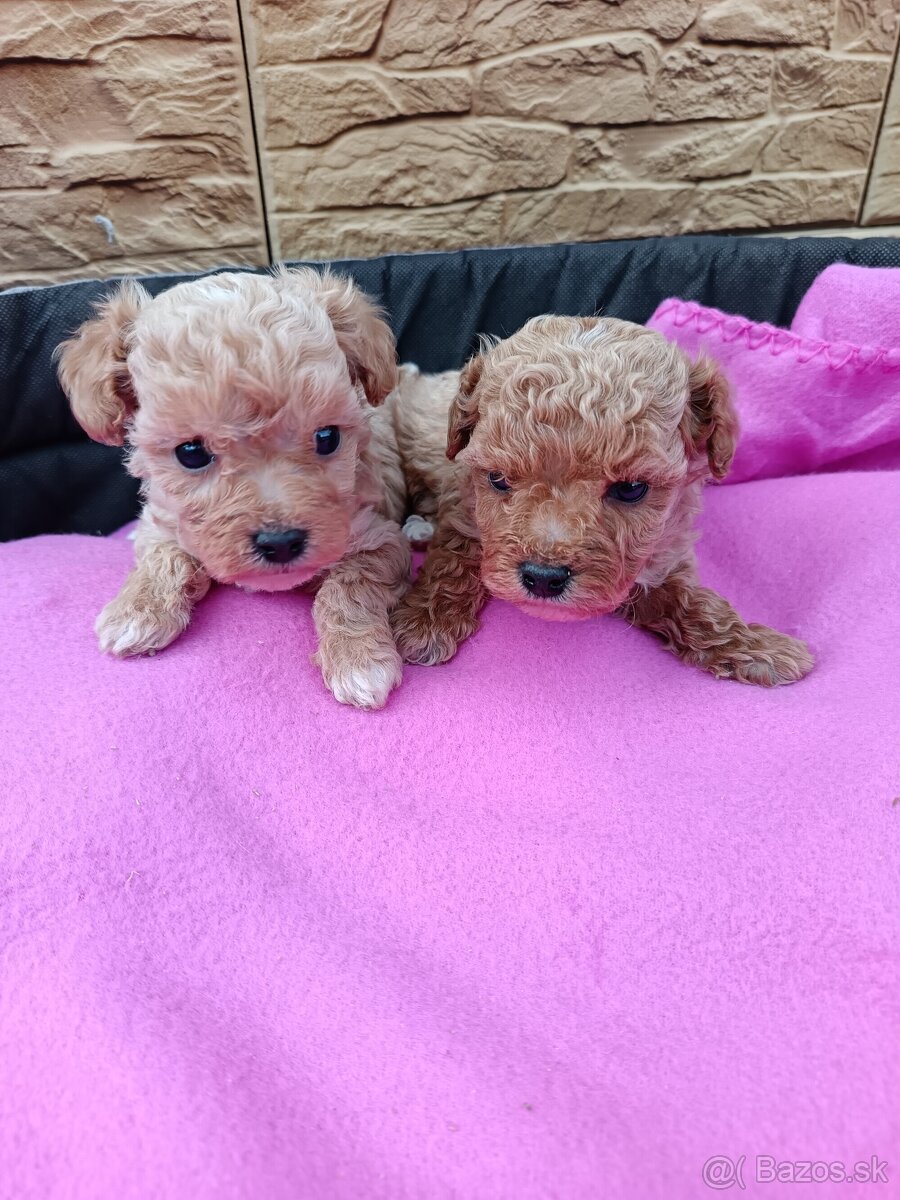 Maltipoo mini, maltipo