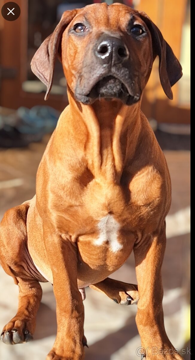 Rodézsky Ridgeback