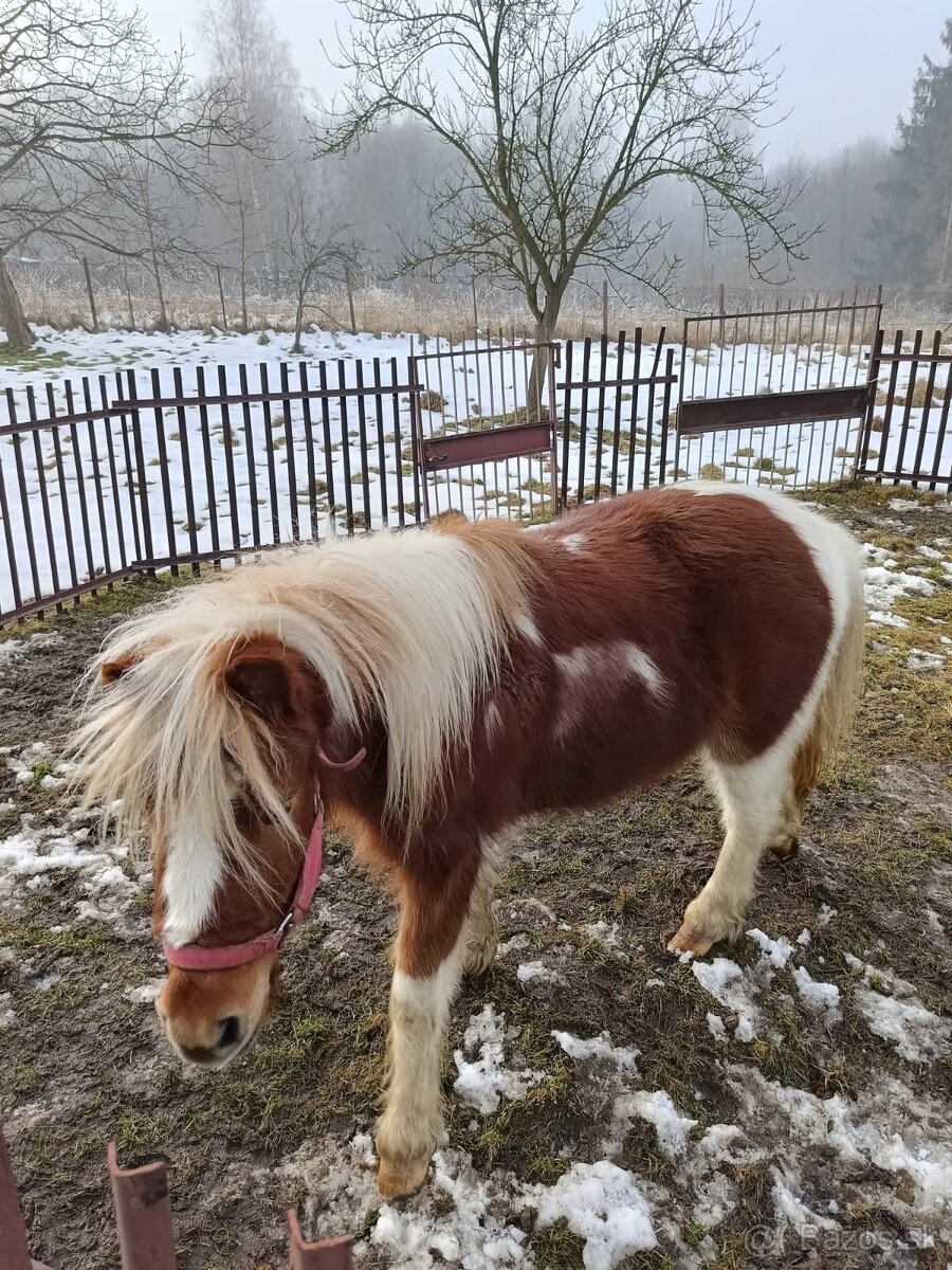 Predam ponika krasavca valacha