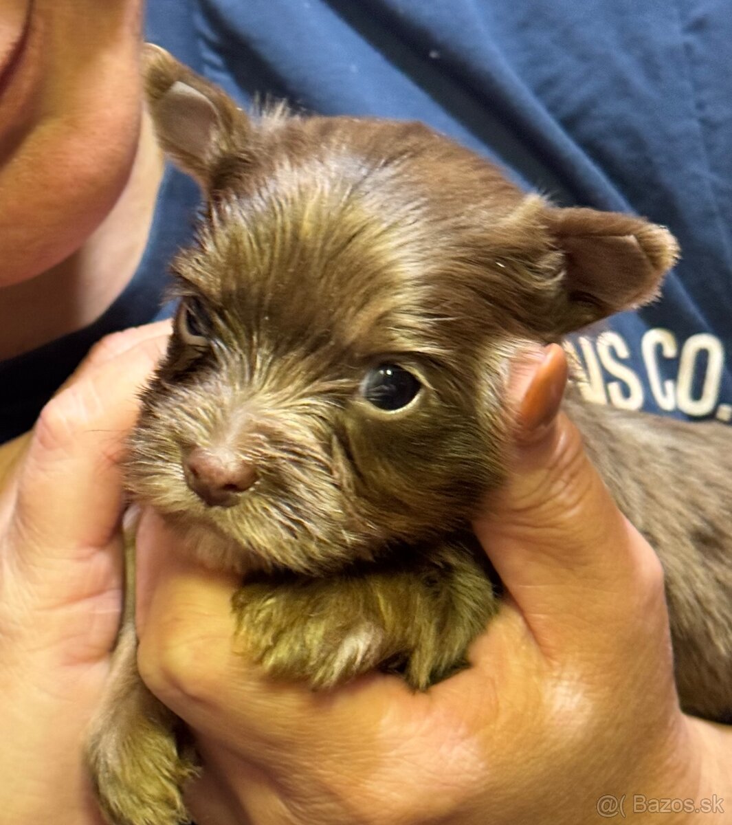 Merle yorki Yorkshire terrier