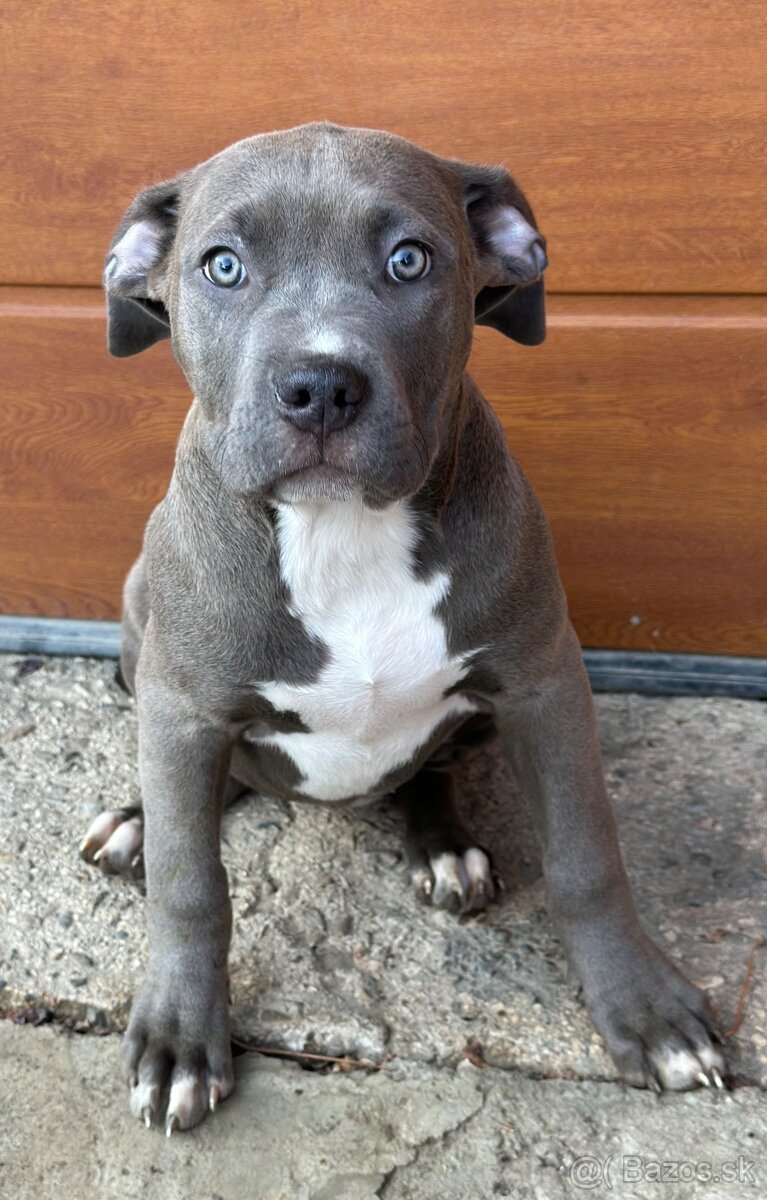 American bully s PP (Aténa)