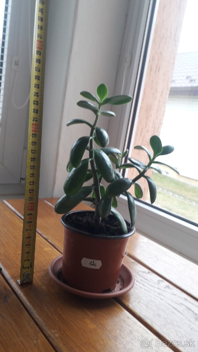 Crassula Ovata - tučnolist, Strom peňazí - 7 Eur (č. 12)