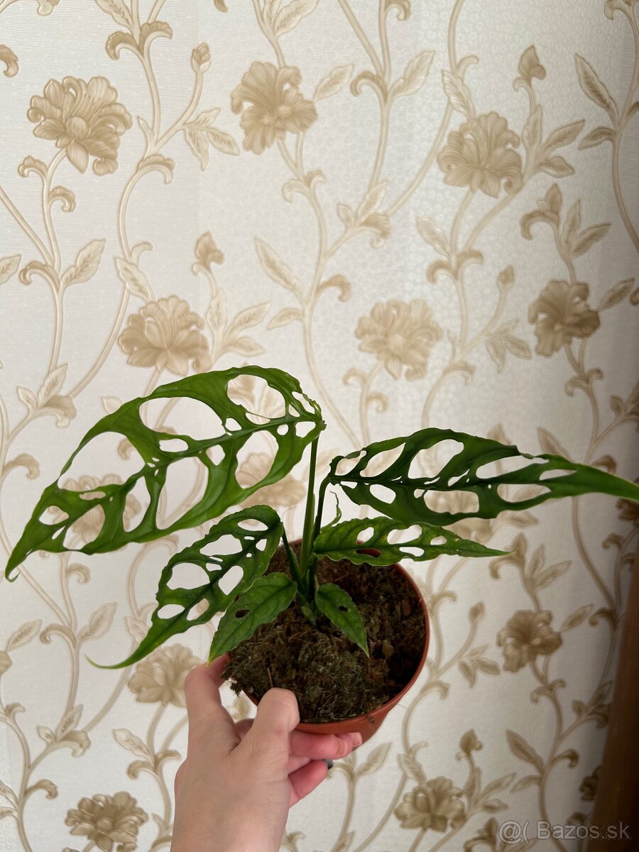 Monstera obliqua Peru