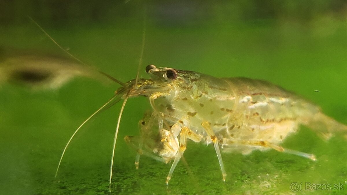 Krevetky Caridina Multidentata (Amano, Japonica)