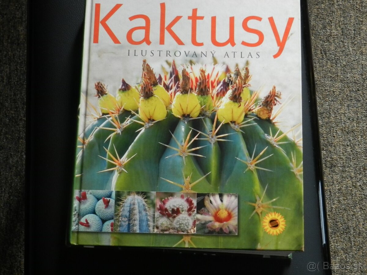 Kaktusy