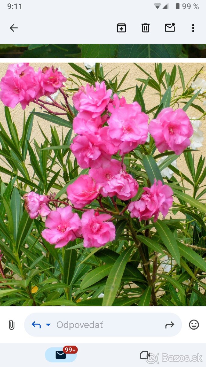 Oleander