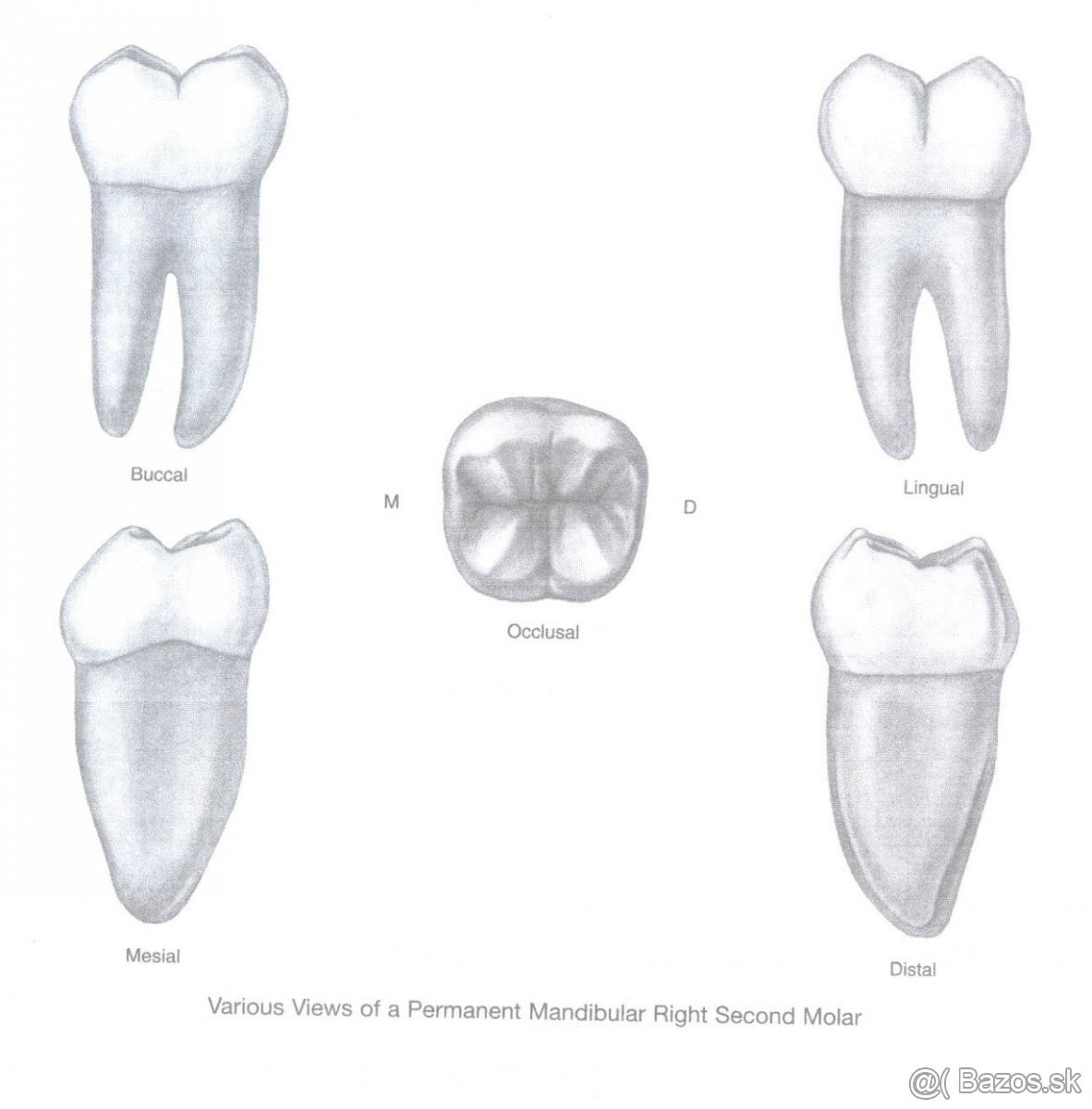 Dentálna hygiena - Prešov, podklady na prijímačky