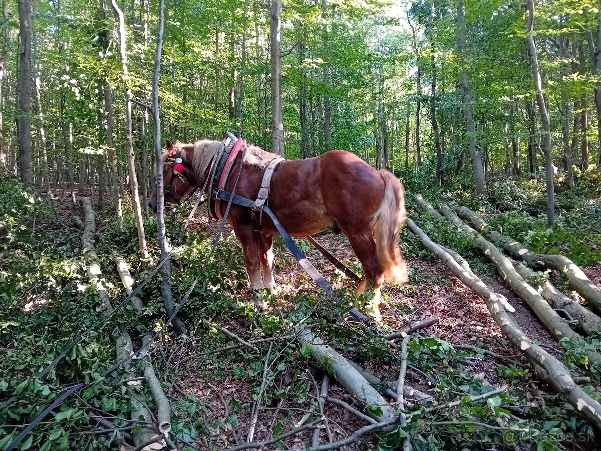 Predám ťažného žrebca.