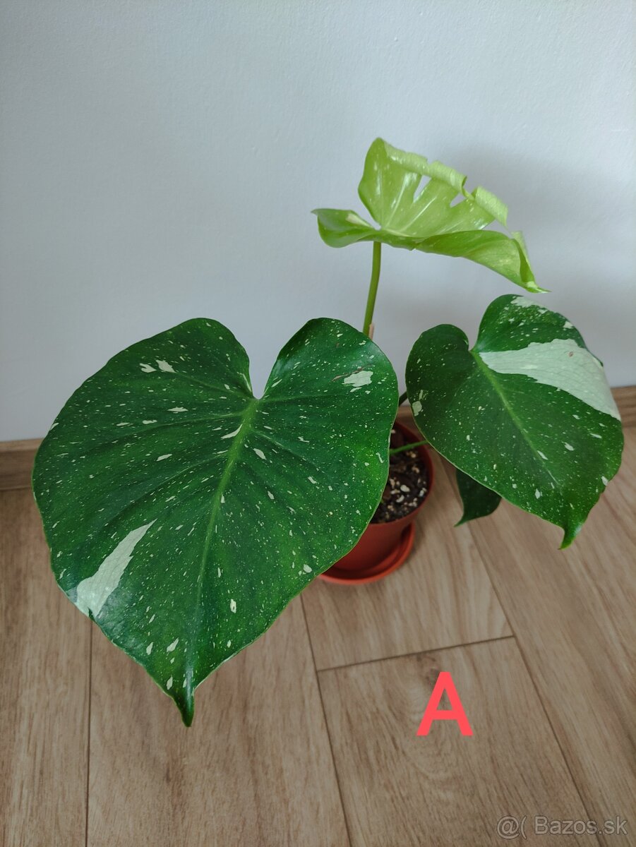 Monstera Thai Constellation