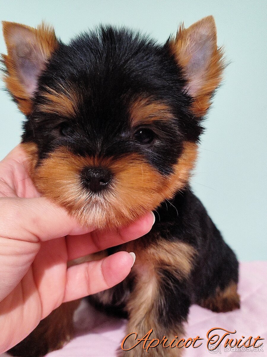 Yorkshire terrier - šteniatka s PP