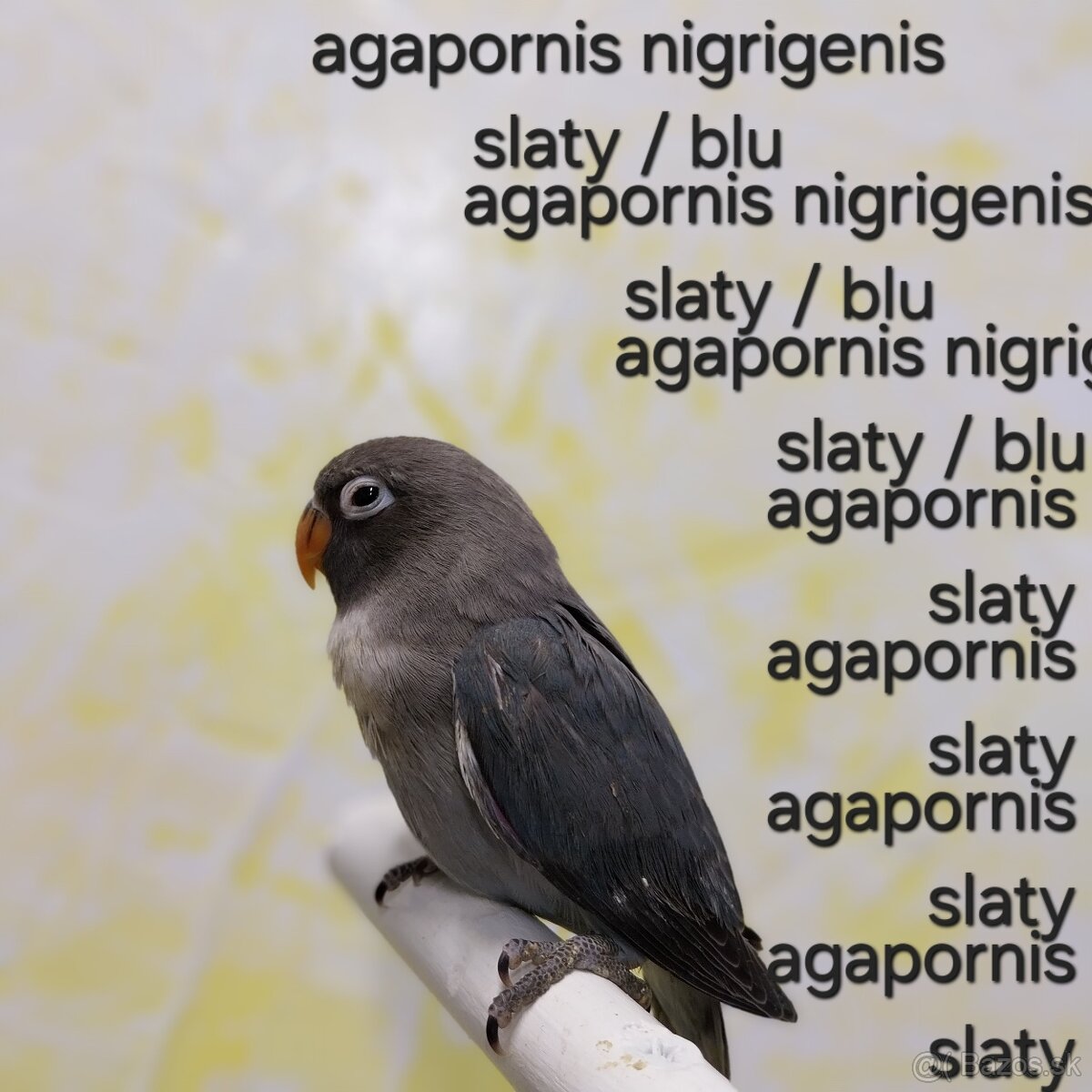 Agapornis Hnedohlavy - Nigrigenis