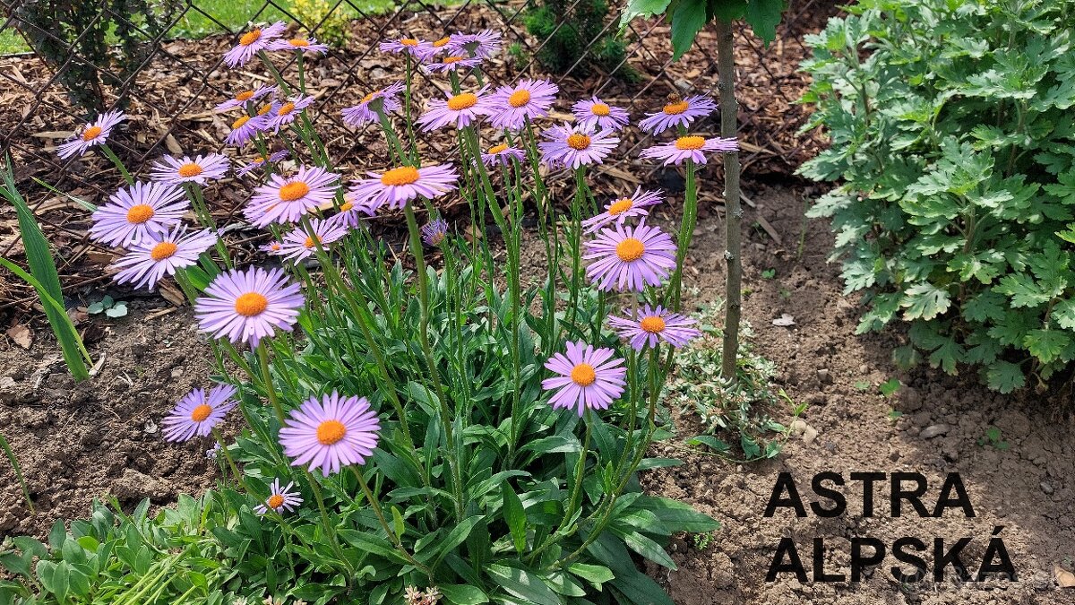 ASTRA alpínska, alpská - fialová - pôdopokrývna