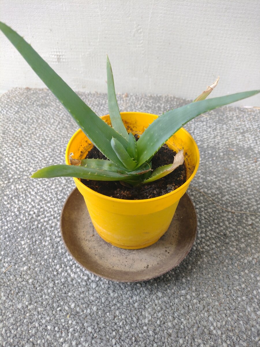 Pravá Aloe Vera