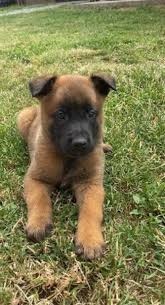 Belgicky ovčiak Malinois