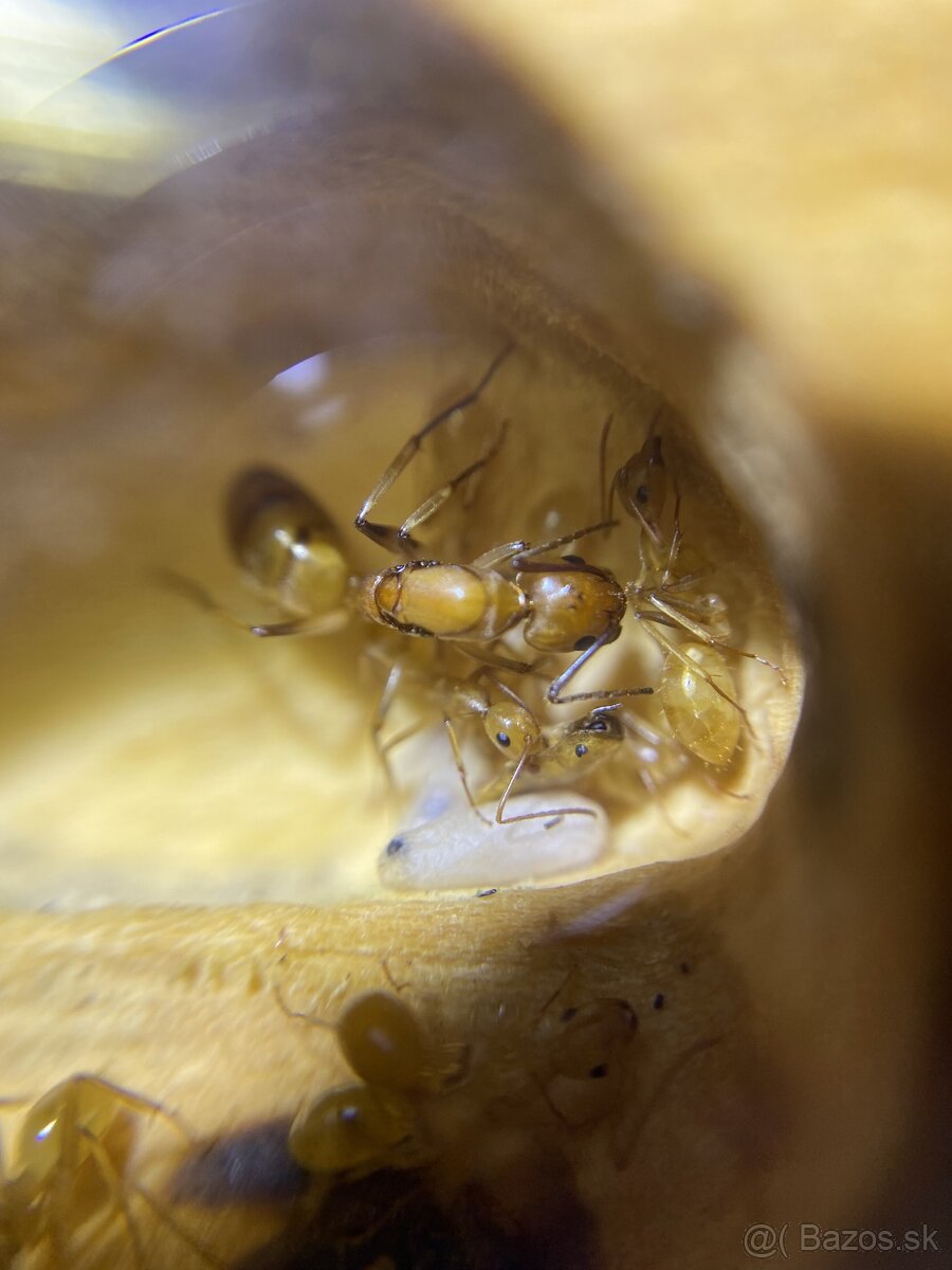 Camponotus lianghuang