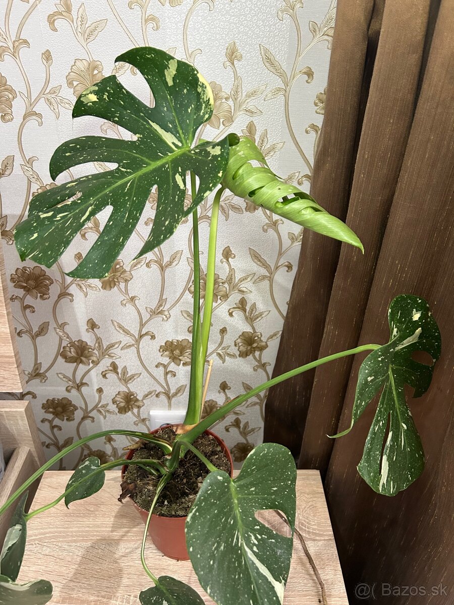 Monstera deliciosa Thai constellation