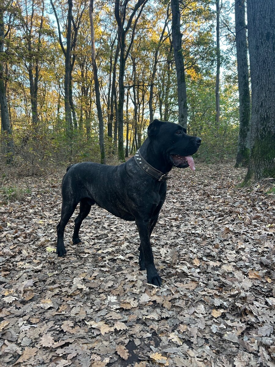 Ponúkam na krytie cane corso