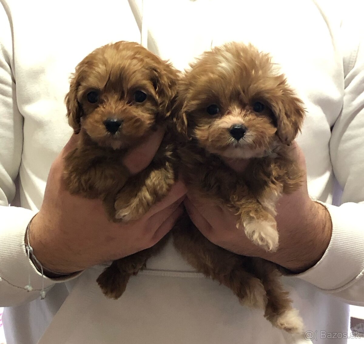 Mini Toy  cavapoo