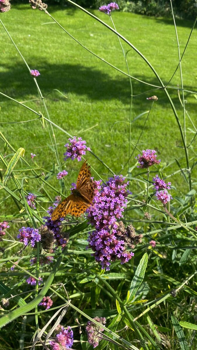 Železník / Verbena