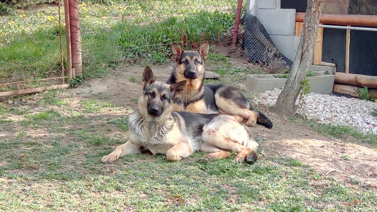 Nemecký Ovčiak,šteniatká.