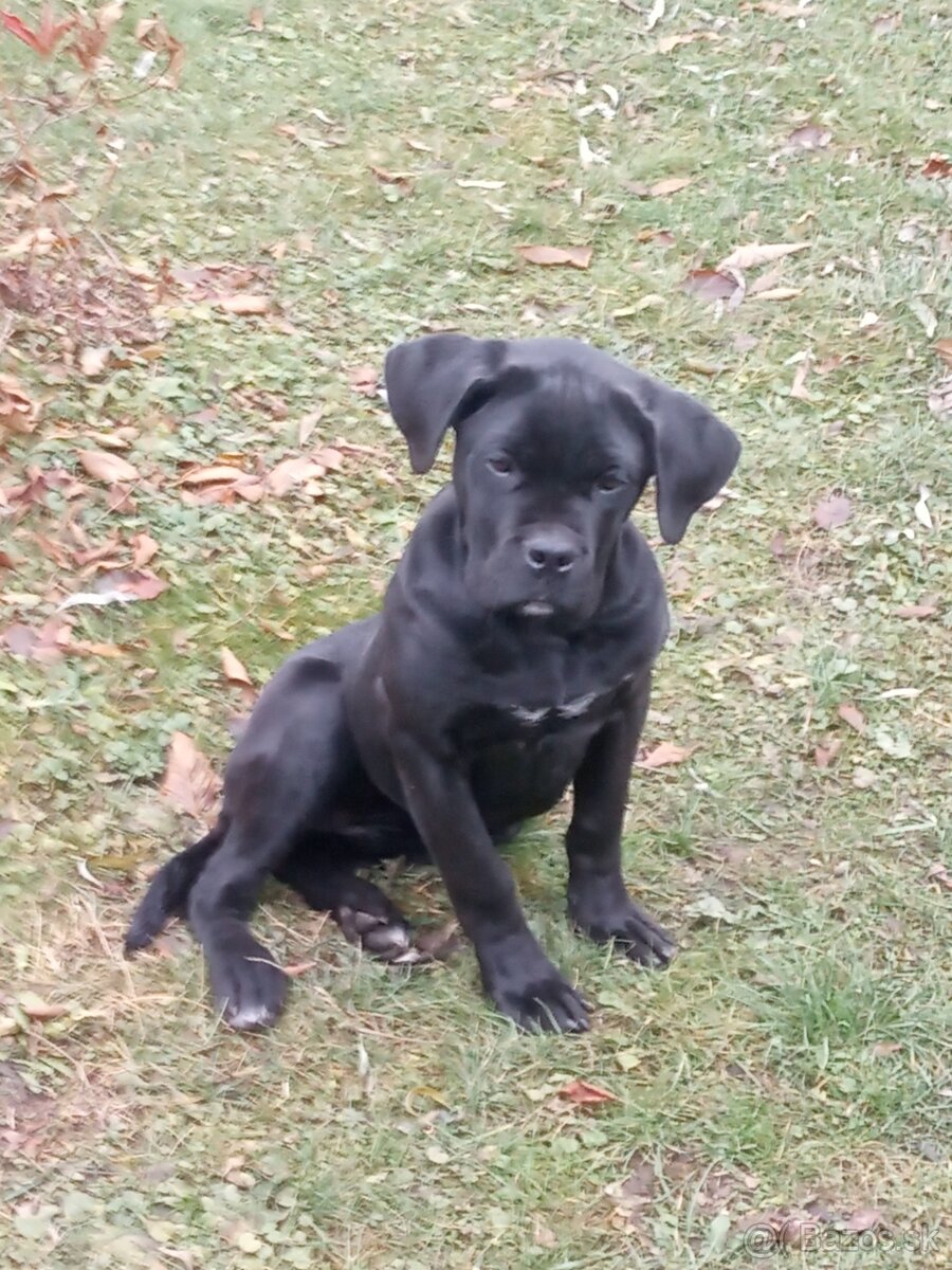 Cane Corso