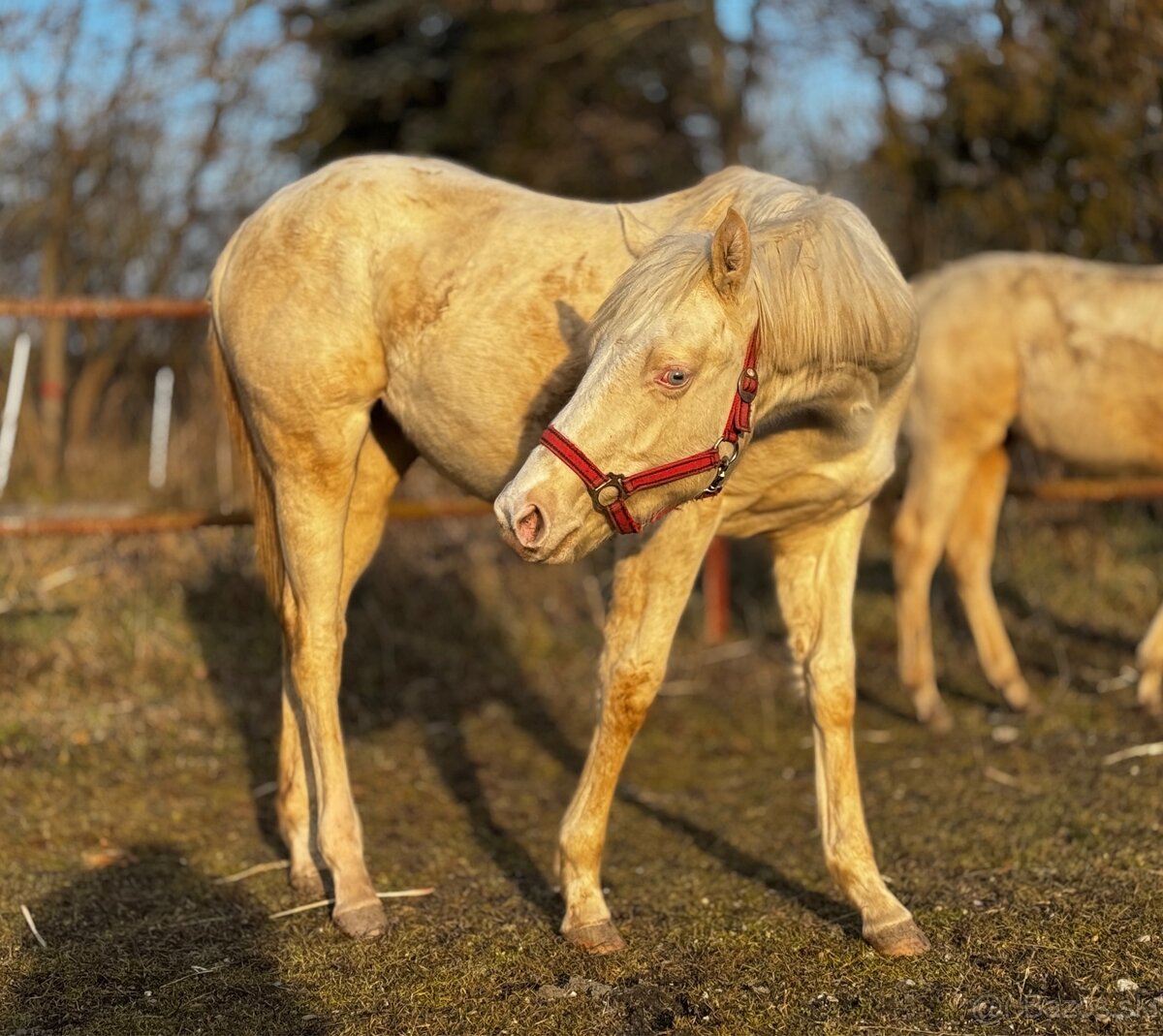 Cremello kobylka QH