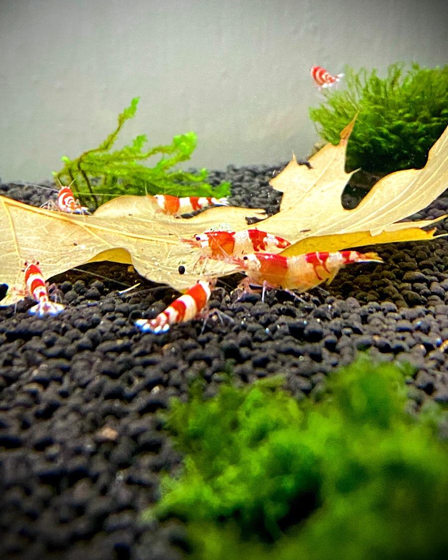 Krevety Caridina crystal red