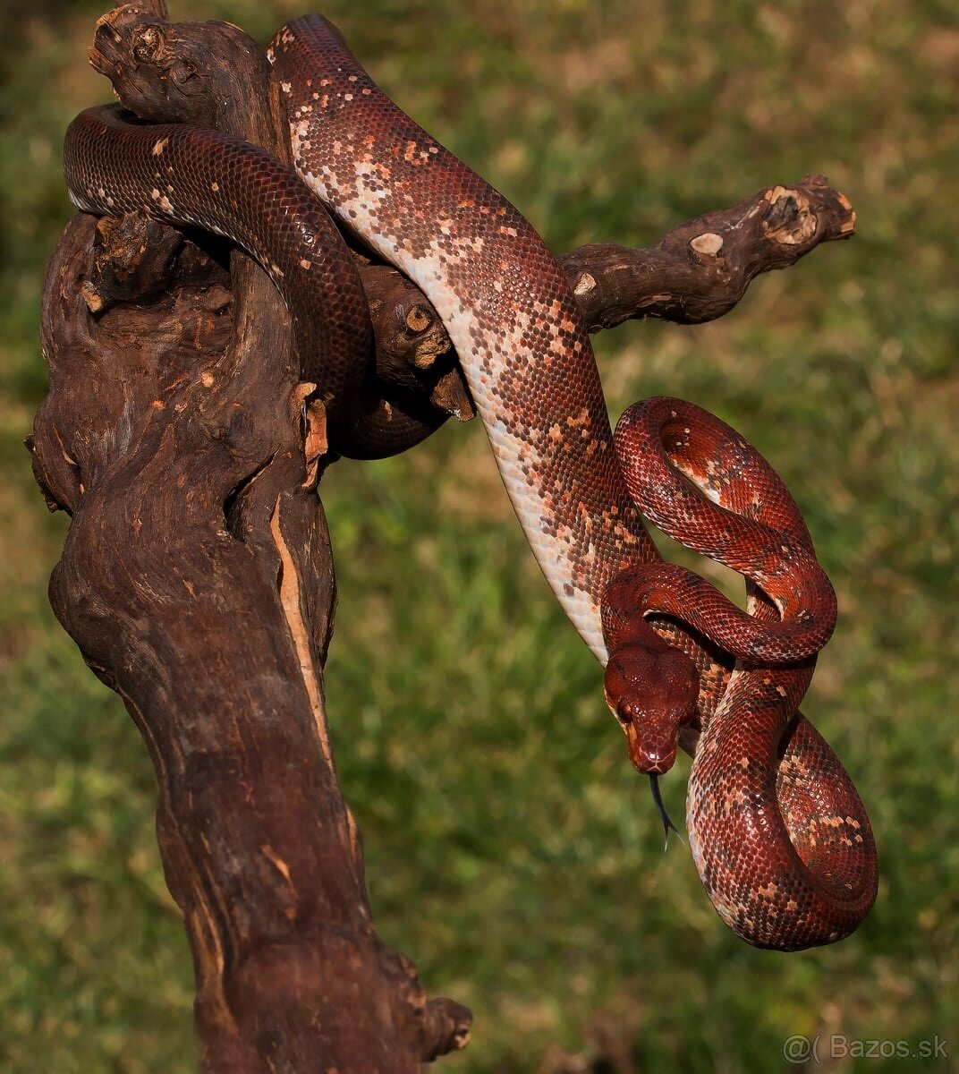 Corallus hortulanus