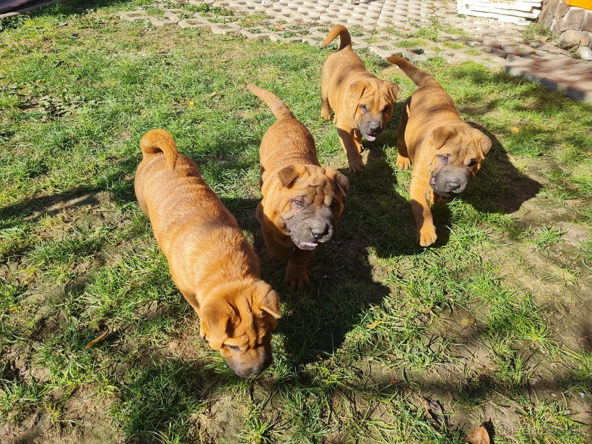 ⭐️SHAR-PEI šteniatko