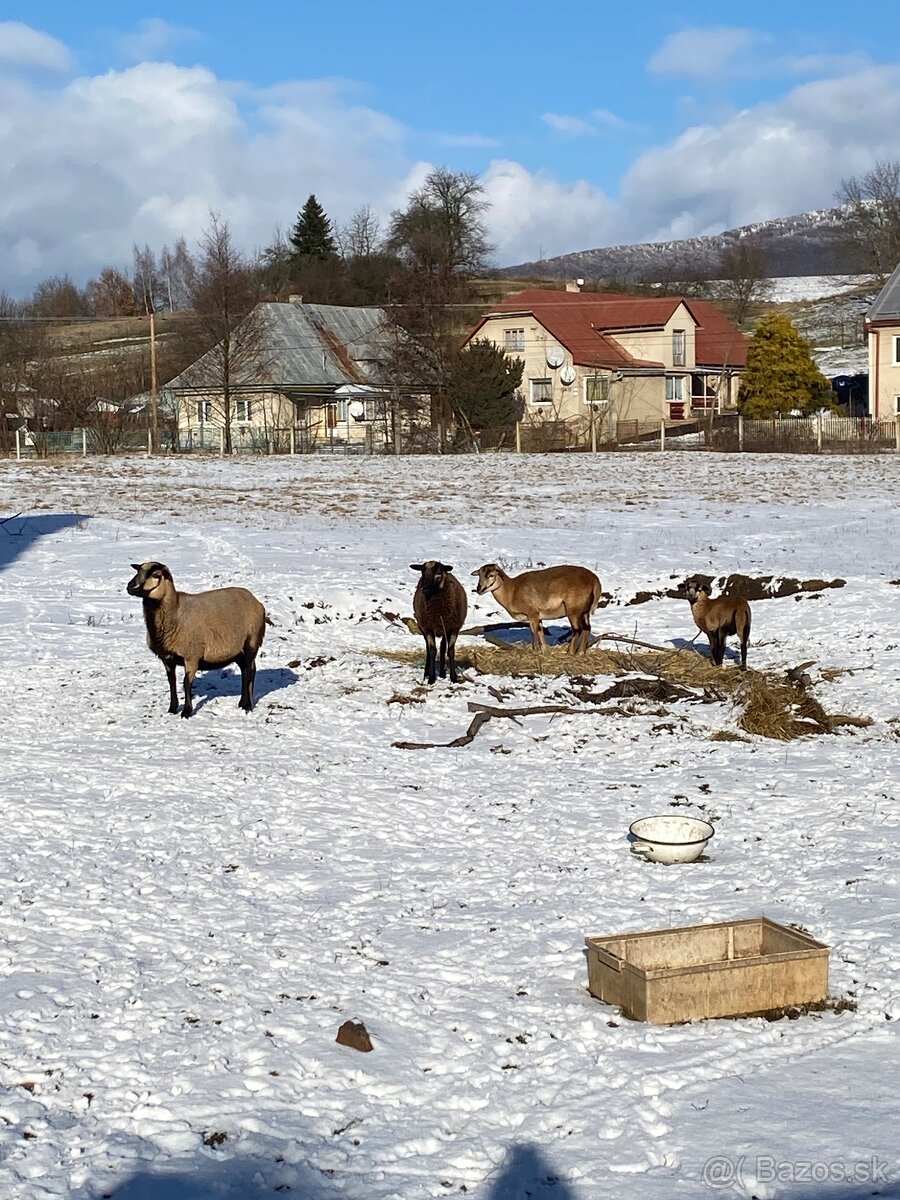 Kamerunské ovce