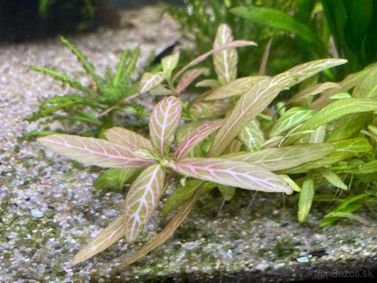 Hygrophila polysperma Rosanervig